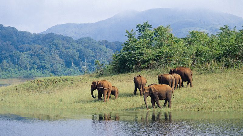 Elefanter i Periyars nationalpark.