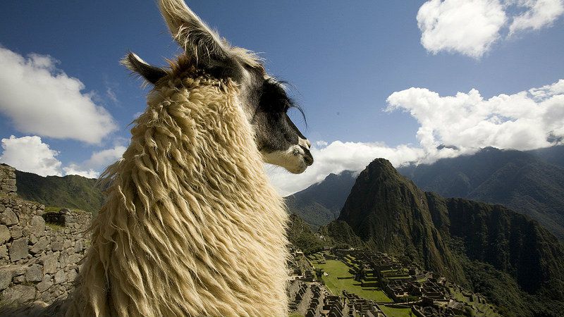 Lama vid inkastaden Machu Picchu. Källa Viajes Pacifico