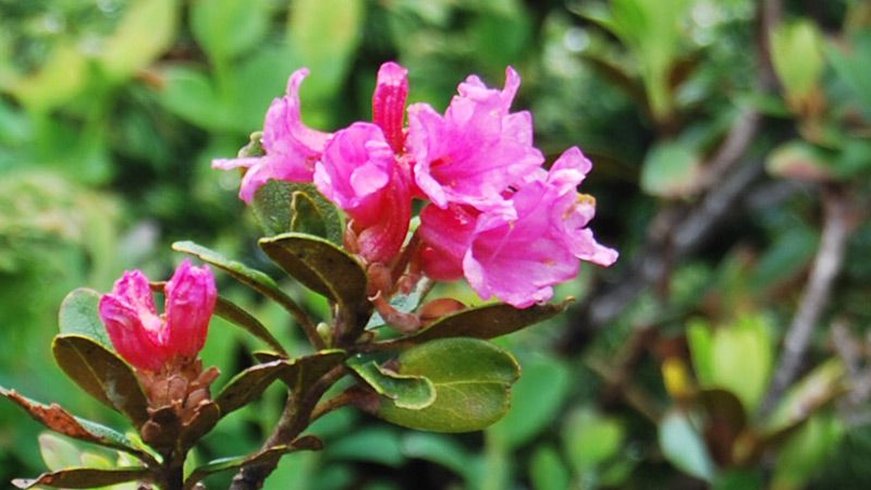 Alpros. Foto Åse Bjurstam