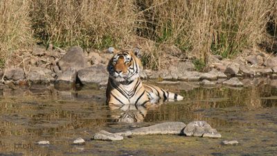En tiger svalkar sig i Ranthambores nationalpark.