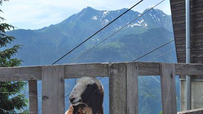 Får på alpsluttningarna. Foto Åse Bjurstam Man får se med de vackra bergen i bakgrunden under en av vandringresor | Jörns Resor